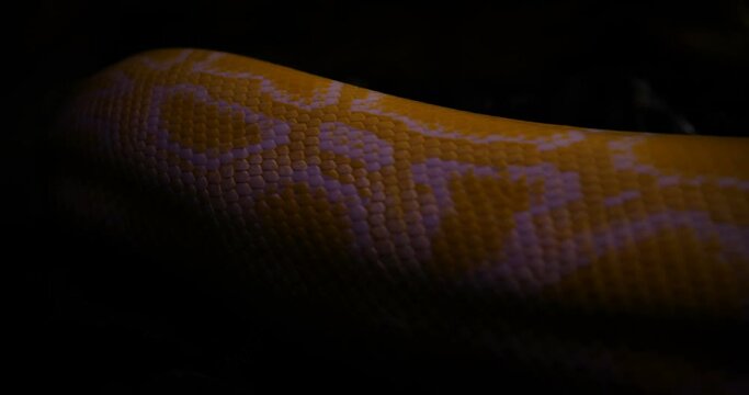 Close up profile of a pythons crawling on rocks, Yellow Reticulated python.
