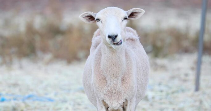Adorable Hornless Goat Feed On Hay Chewing A Lot - Closeup Shot