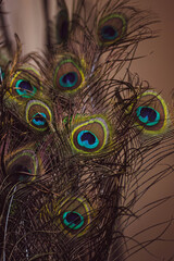 Fototapeta premium Plumas de Pavo Real con textura