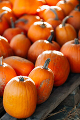 Decorative orange pumpkins on display at the farmers market. Orange ornamental pumpkins in sunlight. Harvesting and Thanksgiving concept.