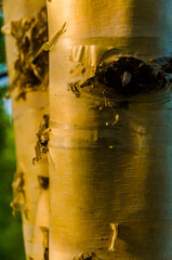 birch trunk in the early warm morning