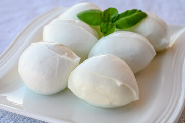 Fresh soft white italian cheese mozzarella buffalo made from Italian buffalo's milk by pasta filata method