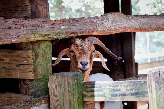 Curious Goat, come a little closer