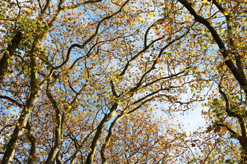 branches against blue sky