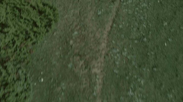 Top down view mixed forest, woodland aerial.