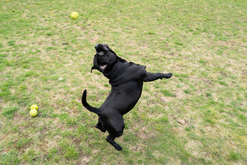 Staffordshire Bull Terrier dog jumping for a tennis ball playing on grass outside.