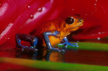 Strawberry poison-dart frog