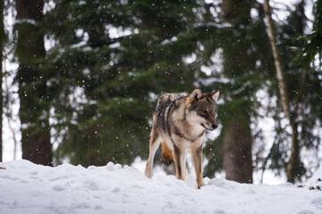 wolf in winter forest, bohemian forest, czech republic