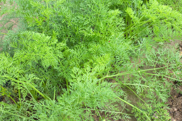 有機栽培の野菜