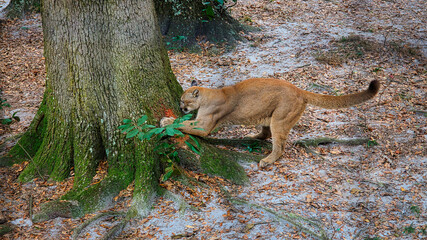 Beautiful Nature's Cougar