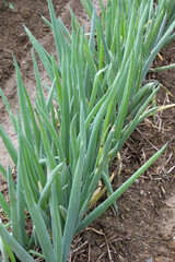 Fototapeta premium たまねぎの栽培