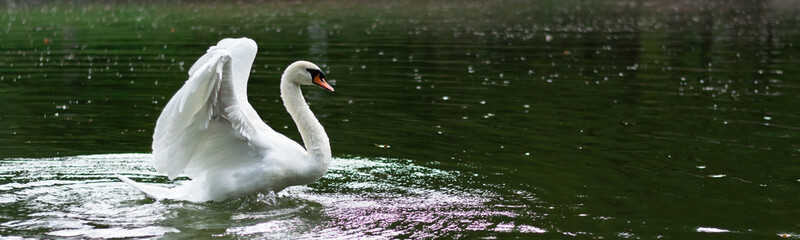 White swan opens its wings to fly