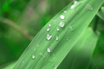 水滴の付いた雑草の葉