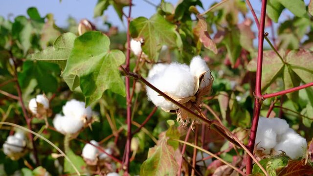 Beautiful cotton Bush on a background of sunlight, ready for harvesting. Cotton field.