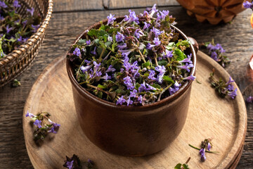 Fresh blooming ground-ivy plant in a ceramic pot