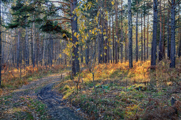 Autumn landscape, tree trunks and sun rays among them, forest road, withered grass. Late autumn, autumn mood, the beauty of nature.