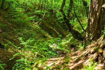 Forest landscape with river, Armenia