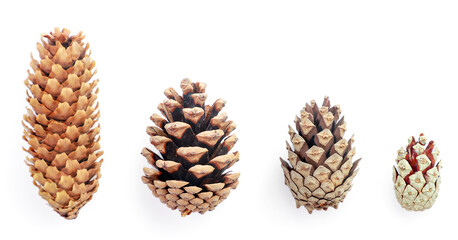 Collection of cones tree on white background, isolated. The view from top