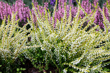 White and violet heather (Calluna vulgaris). - obrazy, fototapety, plakaty
