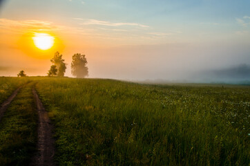 Fototapeta premium early morning. forest hiding in the fog. forest path