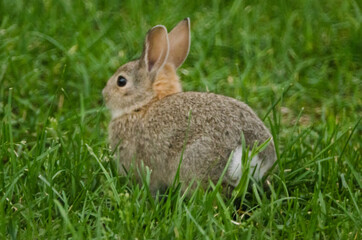 Naklejka na ściany i meble A young rabbit sits in a grassy yard.