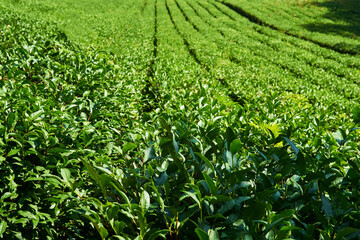 Fototapeta na wymiar rows of tea plants on a plantation on a sunny day