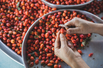 young man cutting the tip of the rosehip.