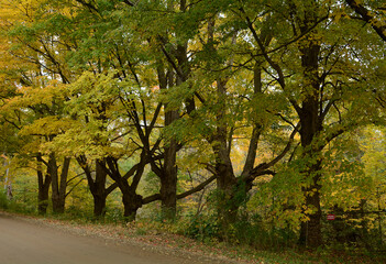 Fototapeta premium Out in the country in fall