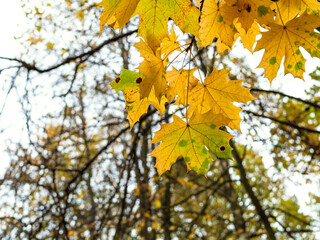 Fototapeta na wymiar yellow maple foliage and blurred trees on background on autumn evening (focus on leaves on foreground)
