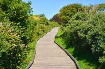 Empty wooden way in the nature no people concept