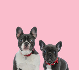 team of two french bulldogs on pink background