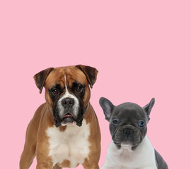 team of boxer and french bulldog on pink background