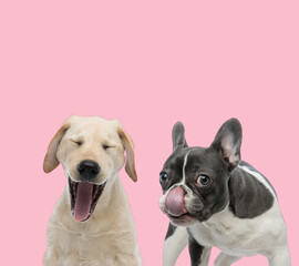 team of labrador retriever and french bulldog