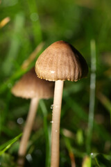 fungi in macro in close up
