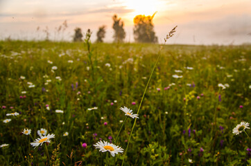 chamomile field in the morning fog