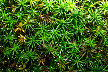 Naklejka na ściany i meble green moss in macro close up