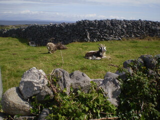 Irish landscape and goats resting on the grass