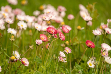 Flower in the spring
