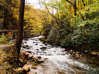 stream in the forest
