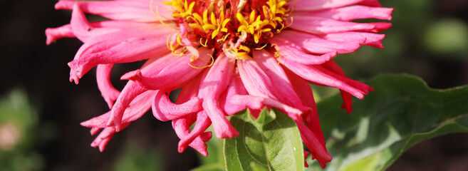 Dahlia flowers in the garden