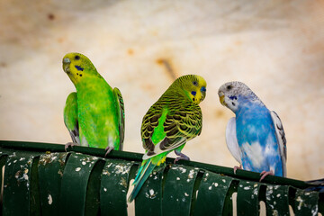 Pet Bird Parakeets