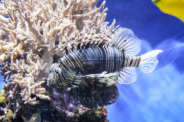 Ein Feuerfisch schwimmt im Riff. Feuerfische sind sehr giftige Fische und gefährlich.