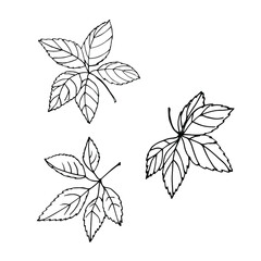 Set with wild grape leaves on a white background. The illustration is black and white. Design for textiles, paper, layout, clipart, stickers, greetings, coloring pages.