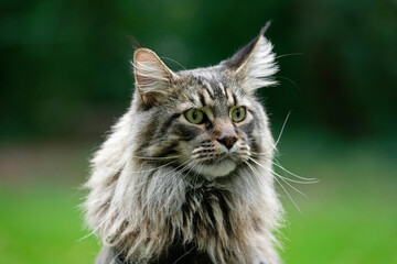 Maine Coon
