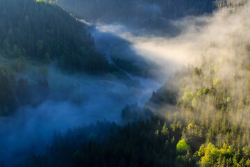 Morning fog in the mountains, pine forest in the valley near river.
