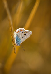 Ein Geißklee-Bläuling Plebejus argus auf einem Grashalm. Er gehört zu den Bläulingen.