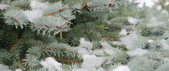 Christmas tree branches under snow in winter
