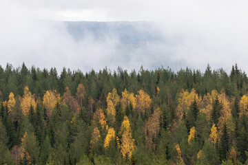 Treeline in autumn colors with a cloudy background