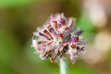macro of a thistle