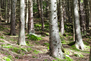 tree in the forest